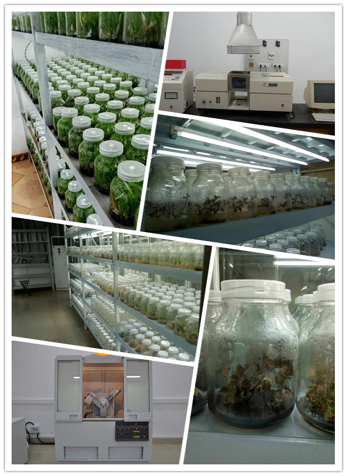 ���ι���|UB8���ι���|�������ý���